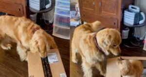 La simpatica reazione di un Golden Retriever quando incontra il suo nuovo fratellino (VIDEO)