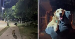 Golden Retriever incontra l’ex fidanzato della padrona: la sua reazione diventa virale (VIDEO)