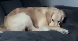 Golden Retriever nasconde sotto lo sguardo misterioso qualcuno (VIDEO)