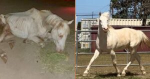 Cavallo abbandonato sembra uno scheletro: ma chi lo ha maltrattato non sapeva di avere in mano un vero tesoro