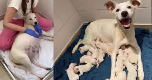 Incinta di 9 settimane, cagnolina abbandonata davanti al canile ha dato alla luce 14 adorabili cuccioli (VIDEO)