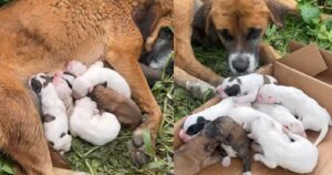 I soccorritori salvano una cagnolina incinta sotto una pioggia torrenziale mettendo al sicuro lei e i suoi cuccioli (VIDEO)