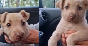 Cucciolo in lacrime dopo aver salutato la madre che aveva perso la vita (VIDEO)