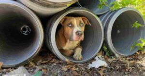 Cagnolino si rifugia in una tubatura: i soccorritori scoprono che non è solo. Ma un’altra verità li ha lasciati senza parole