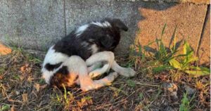 Cagnolina viveva in un cimitero deserto: tremava di paura, era malata e senza cibo fino a quando l’hanno salvata (VIDEO)