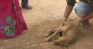 Cagnolino con la mascella rotta sarebbe morto di stenti: guarda la sua incredibile trasformazione (VIDEO)