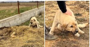 Cagnolina mamma sacrifica il suo corpo per proteggere il suo ultimo cucciolo sopravvissuto ad un incidente (VIDEO)