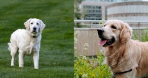 10 cose che sicuramente non sapevi sui Golden Retriever