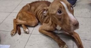 Cagnolino malato e denutrito ha lottato per la propria vita, ha commosso i soccorritori. Il suo cambiamento è incredibile (VIDEO)