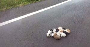 20 cuccioli abbandonati, soli e impauriti si rannicchiano su una strada l’uno accanto all’altro per darsi conforto (VIDEO)