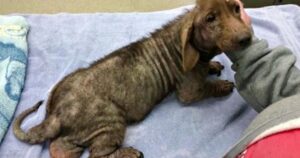 Il padrone muore e i 14 cani anziani rimangono senza casa: le immagini dell’incredibile salvataggio (VIDEO)