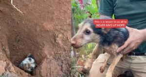 L’incredibile salvataggio di un cagnolino rimasto intrappolato sottoterra 56 ore (VIDEO)