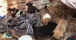 Salvati cinque poveri cuccioli che hanno perso la madre, uno di loro purtroppo non ce l’ha fatta (VIDEO)