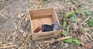 Cagnolino con i vermi in tutto il corpo abbandonato in un campo deserto aveva quasi perso ogni speranza (VIDEO)