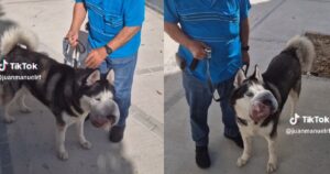 Cagnolino col muso deforme per un tumore finalmente è stato operato. Il padrone aveva pubblicato un video di aiuto