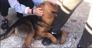 Cagnolino randagio si aggrappava alle gambe dei passanti nella speranza di essere portato con loro (VIDEO)