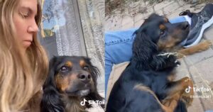 Non si era mai presa cura di un cane fino a quando trova un cucciolo smarrito: per portarlo a casa con sé escogita un’idea originale (VIDEO)