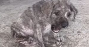 La straziante storia di un cucciolo abbandonato, che piange sul ciglio della strada (VIDEO)