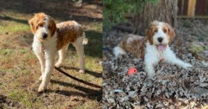 Usava aghi di pino come cuccia per dormire: soccorritori trovano un cagnolino abbandonato nel bosco (VIDEO)