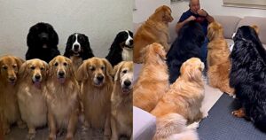 La famiglia cita alcuni sacrifici che hanno fatto per avere 5 Golden Retriever, 2 Bernesi e un Terranova (VIDEO)