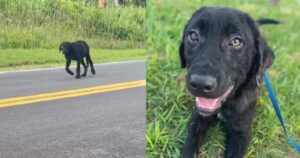 Cucciolo vagava in una strada di campagna dopo essere stato abbandonato: sperava che la sua famiglia tornasse a prenderlo (VIDEO)