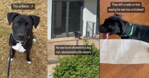 Trova un cagnolino abbandonato in un parco fuori al caldo: con lui c’era un biglietto molto triste (VIDEO)