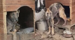 L’incredibile trasformazione di questo cagnolino che ha vissuto troppo tempo legato con delle catene