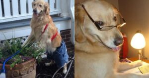 8 esilaranti foto che mostrano com’è vivere insieme a un Golden Retriever