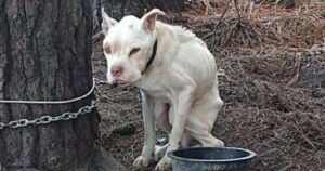 “Non sembrava neanche un pitbull”, vive per anni in catene cagnolino viene tirato fuori da un inferno (VIDEO)