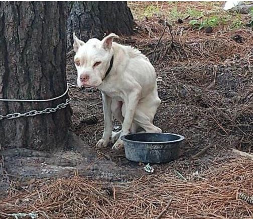 cagnolino pitbull