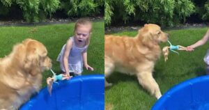 Duke il Golden Retriever è ossessionato dalle bambole Barbie (VIDEO)