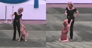 Golden Retriever e la sua proprietaria eseguono la danza di “Grease” (VIDEO)