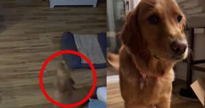 La telecamera riprende ciò che il Golden Retriever ha imparato dagli Husky all’asilo  (VIDEO)