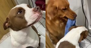 Golden Retriever decide di aiutare il suo proprietario ad asciugare il Pitbull (VIDEO)