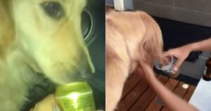 Indagato l’uomo che ha filmato mentre dava al suo Golden Retriever una bevanda alcolica