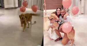 Golden Retriever ruba la scena durante il baby shower annunciando: “è una ragazza” (VIDEO)