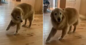 Golden Retriever balla alla vista del cibo e fa divertire gli utenti (VIDEO)