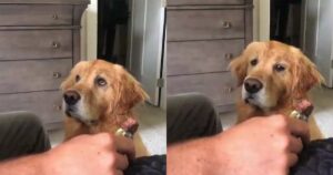 Golden Retriever fa un’esilarante faccia di commiserazione per il suo proprietario che ha mangiato il biscotto da solo (VIDEO)