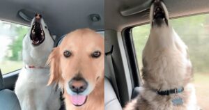 Golden Retriever mostra cos’è la calma sopportando il canto fastidioso degli Husky (VIDEO)