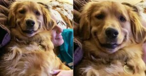 La foto del Golden Retriever che sorride per una Challenge esilarante diventa virale