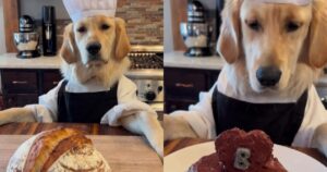 Golden Retriever chef conquisterà il cuore di tutti con le sue abilità culinarie (VIDEO)