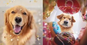 Per sorprendere il suo Golden Retriever amante delle ciambelle, il proprietario filma la sua reazione mentre apre una scatola ripiena di esse (VIDEO)