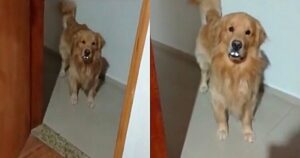 Un uomo si sveglia a notte fonda e scopre perché il suo Golden Retriever è vestito da coniglio (VIDEO)