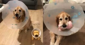 Golden Retriever malato di cancro deve indossare un cono e trova un amico che gli somiglia