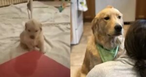 Fin da cucciolo questo Golden Retriever ha sempre avuto una cresta naturale sopra la testa