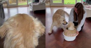 Golden Retriever scopre che la sua famiglia ha portato a casa un altro cucciolo e questa è stata la sua reazione (VIDEO)