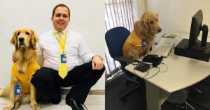 Golden Retriever d’assistenza diventa un dipendente della banca