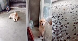 Golden Retriever decorano il pavimento con il cemento fresco e scioccano la loro proprietaria (VIDEO)