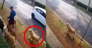 Golden Retriever dimenticato dal dog sitter durante una passeggiata e ha una reazione dolcissima quando se ne accorge (VIDEO)