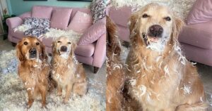 Golden Retriever distruggono i cuscini e uno di loro sorride compiaciuto